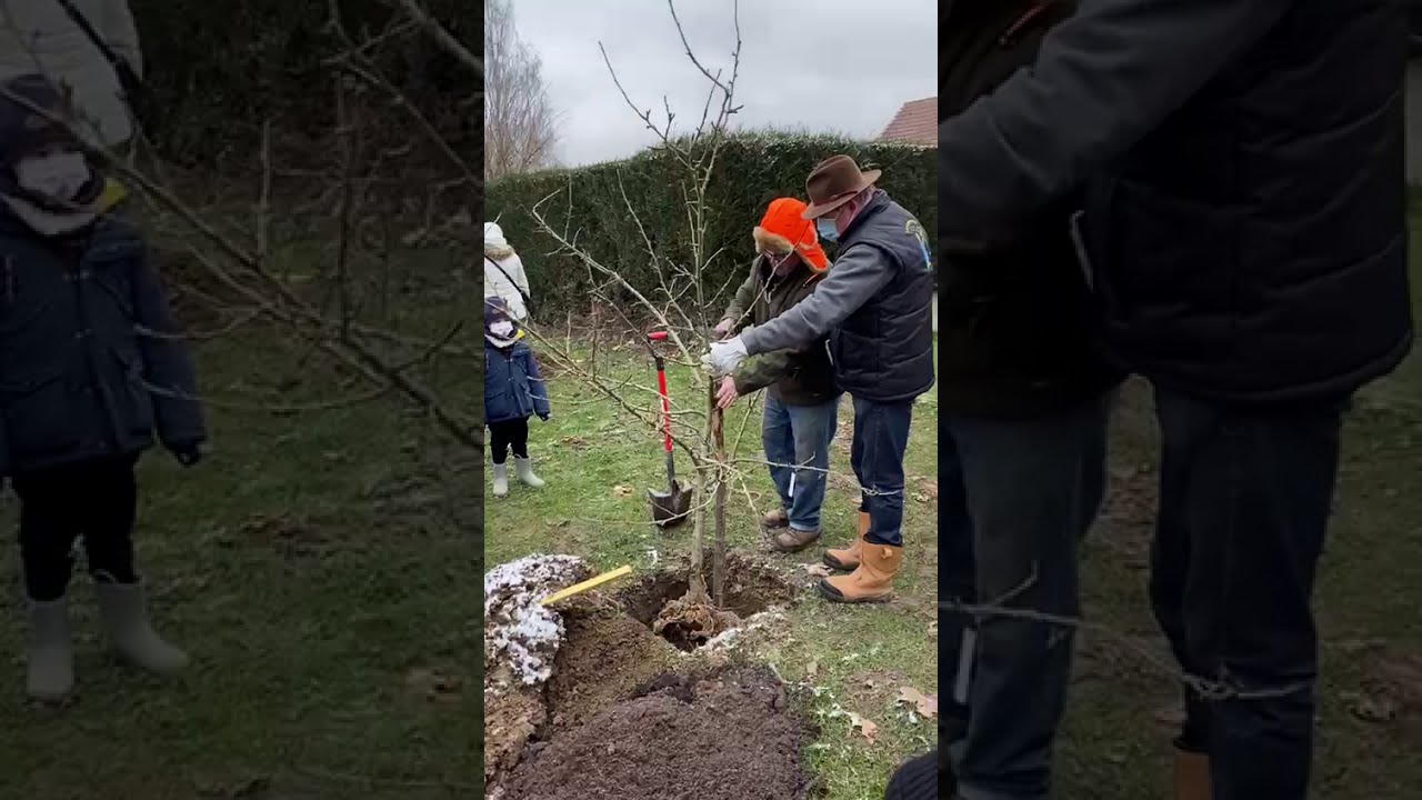 plantation d'un arbre fruitier