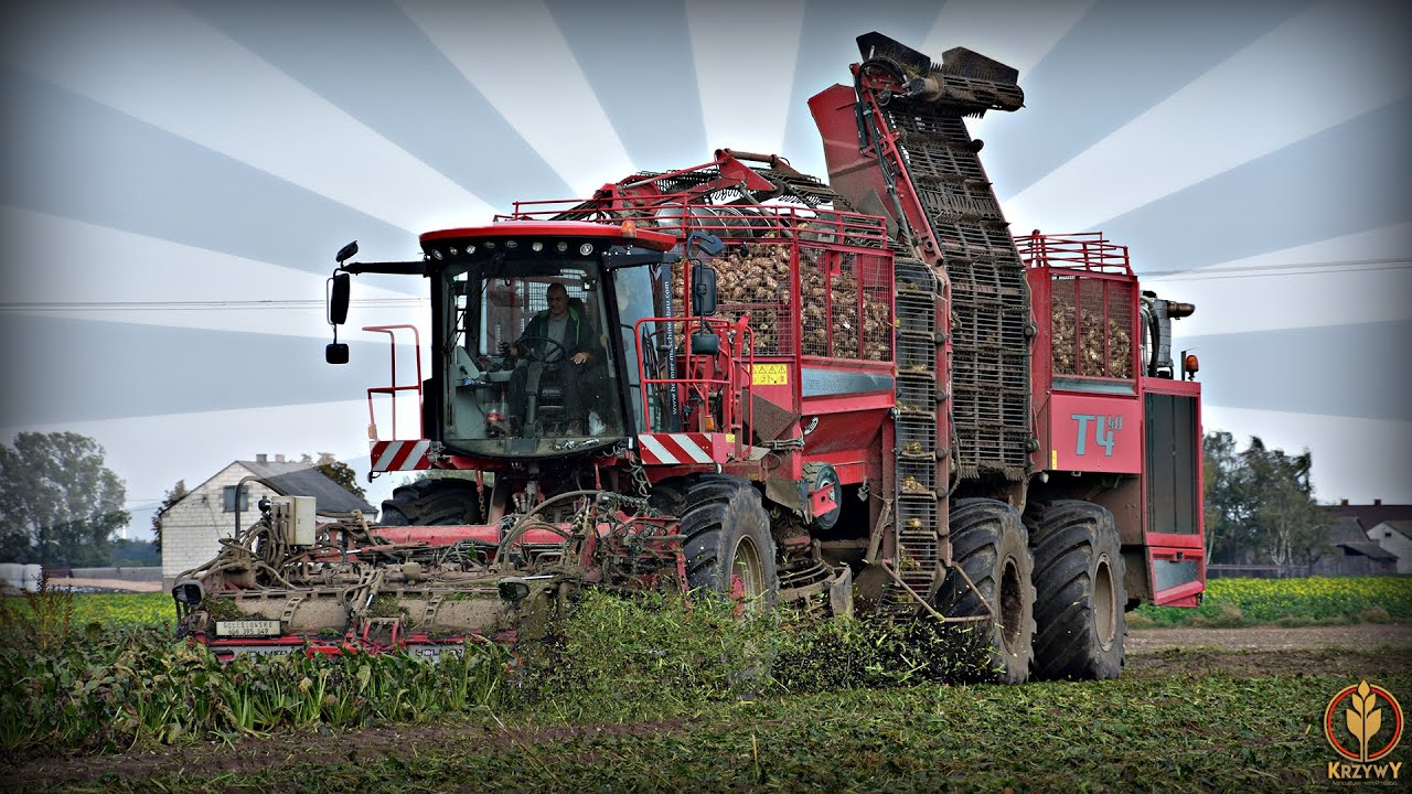 Kopanie Buraków Cukrowych 2020 ☆ GR Gołębiowski ☆ HOLMER Terra Dos T4-40 ☆ KrzywY ☆