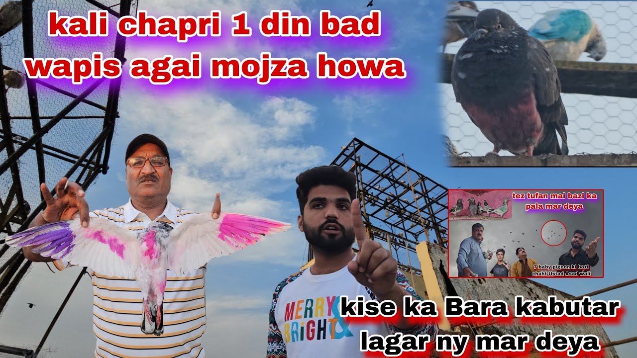 Chapri kabutari fainlly 1 din bd wapis agai😍kise ka Bara kabutar lagar ny mar deya