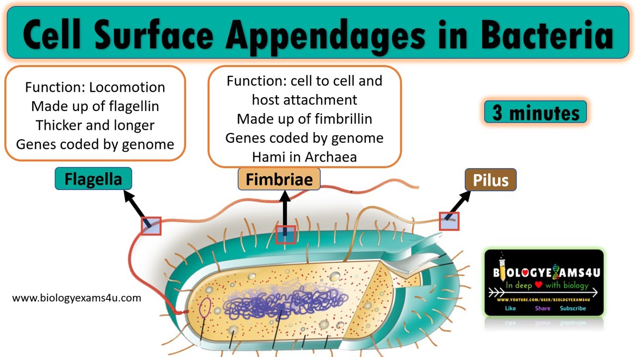 Which are the Cell Surface appendages of Bacteria? Flagella, Pili and Fimbriae