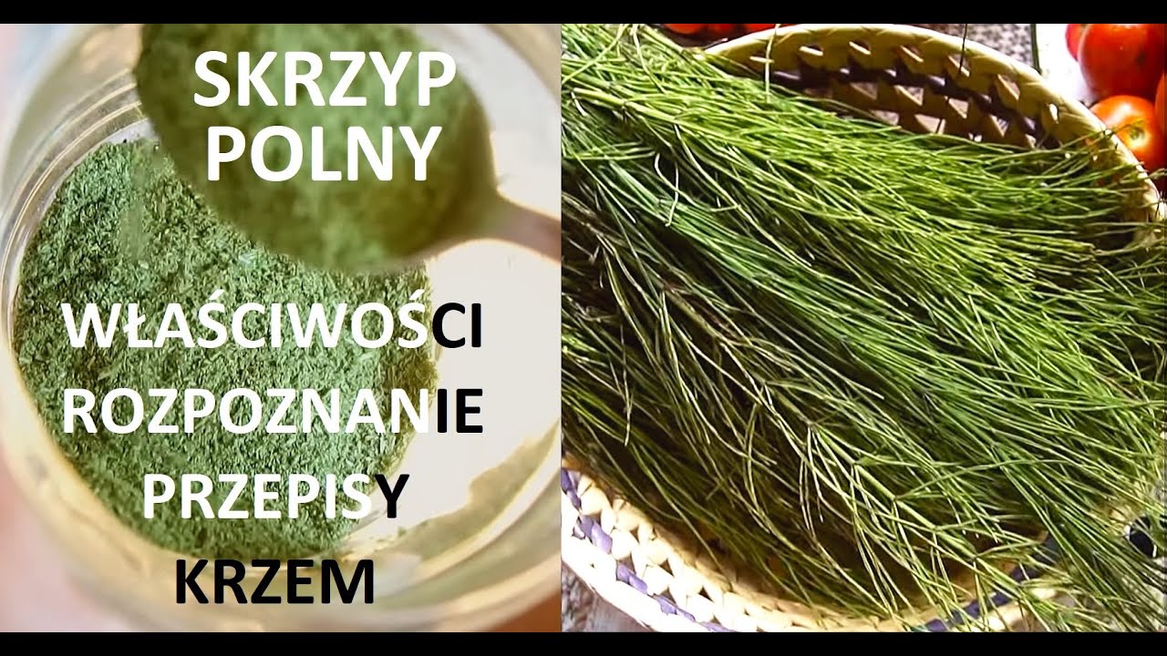 Skrzyp polny - rozpoznanie, zbiór, przepisy, właściwości, gatunki + o krzemie w diecie-organizmie