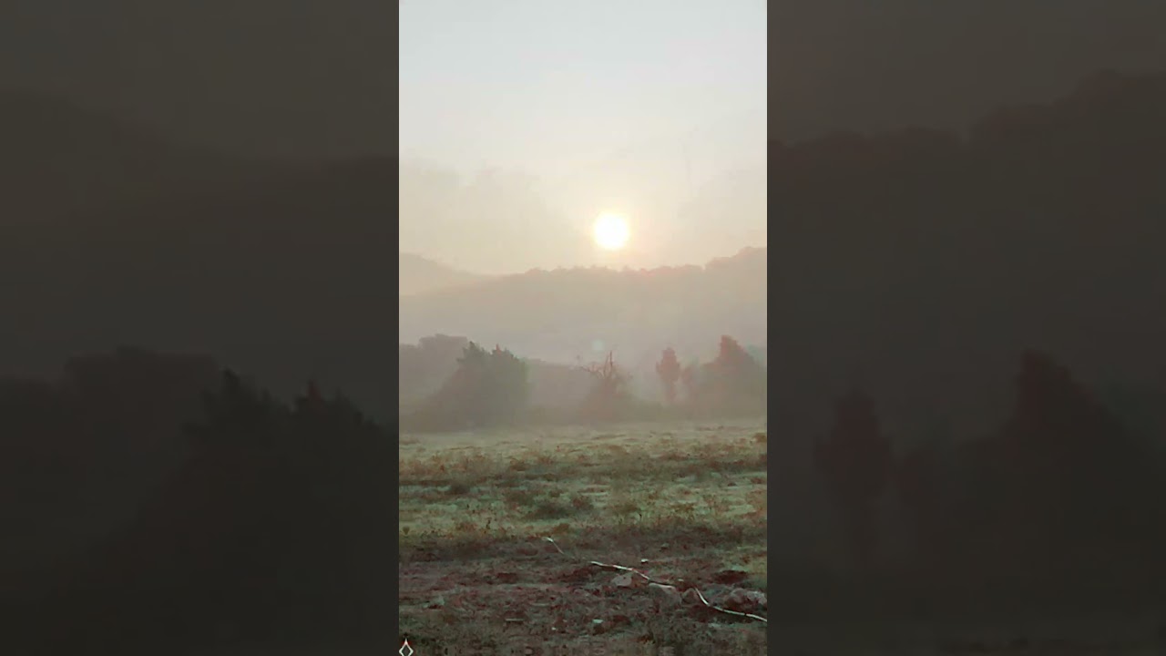 Misty Morning Sunrise in the Forest 🌅🌫️ - NESTHAM NATURE  