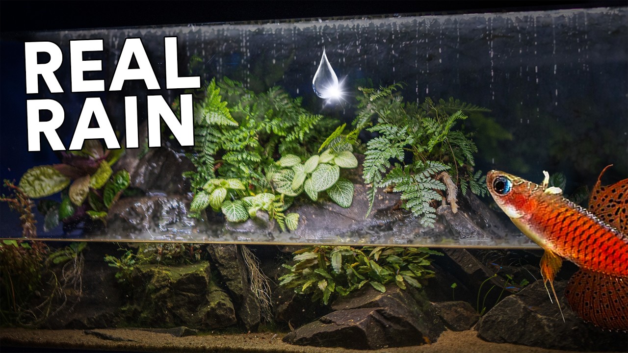 I Built an Aquarium That Creates Rain