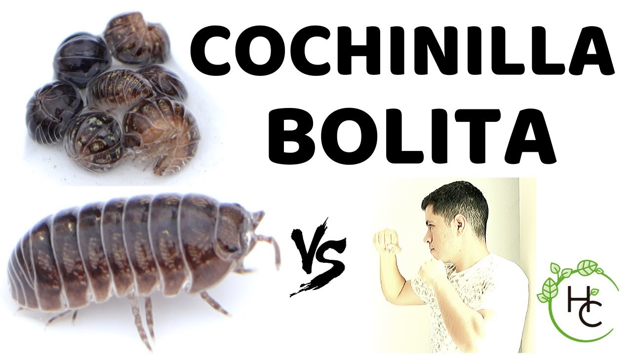 Cochinilla ó Bicho Bolita Una PLAGA Silenciosa Pero PELIGROSA.