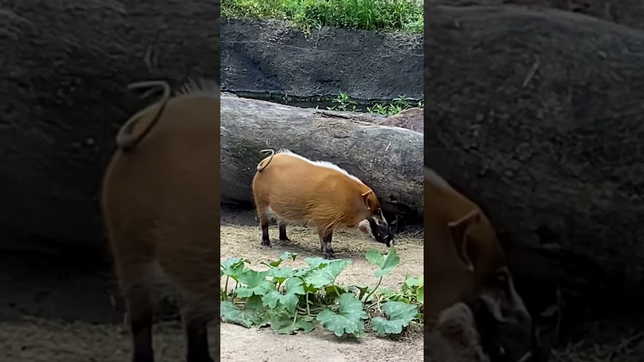 RED RIVER HOG PUMBAA #shots #animalplanet #animals #cuteanimals #viralshorts #viral #pig #zoo ￼