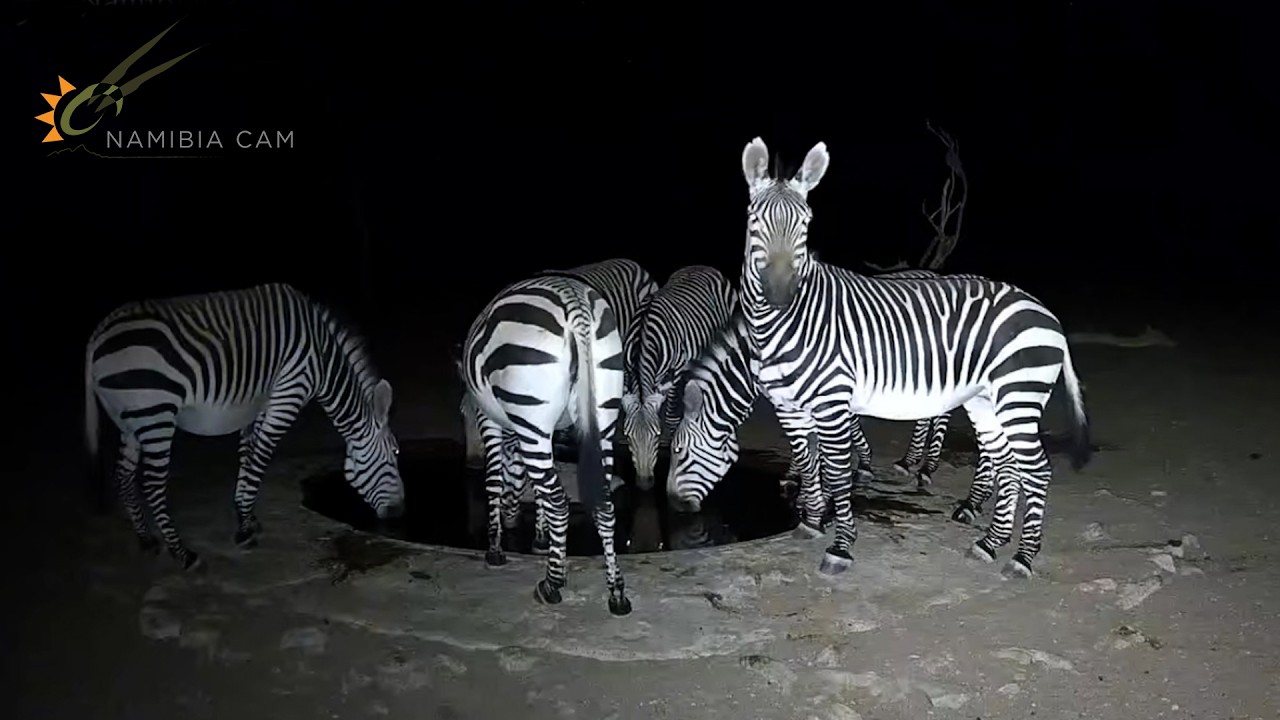 Rare Hartmann’s Zebra at Night | NamibiaCam Desert Waterhole Footage