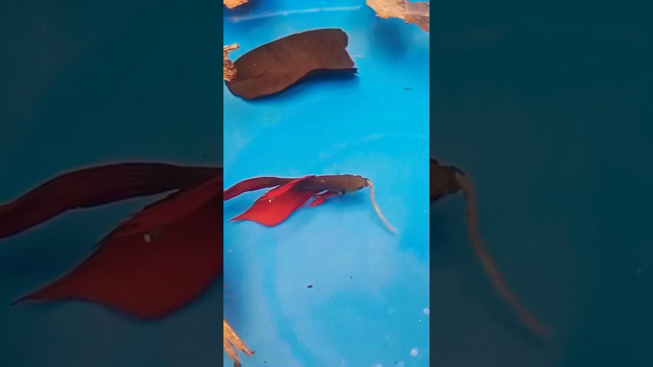 FREE-Live Fish Food Culture 🐟🐟#fish #shorts #livefood