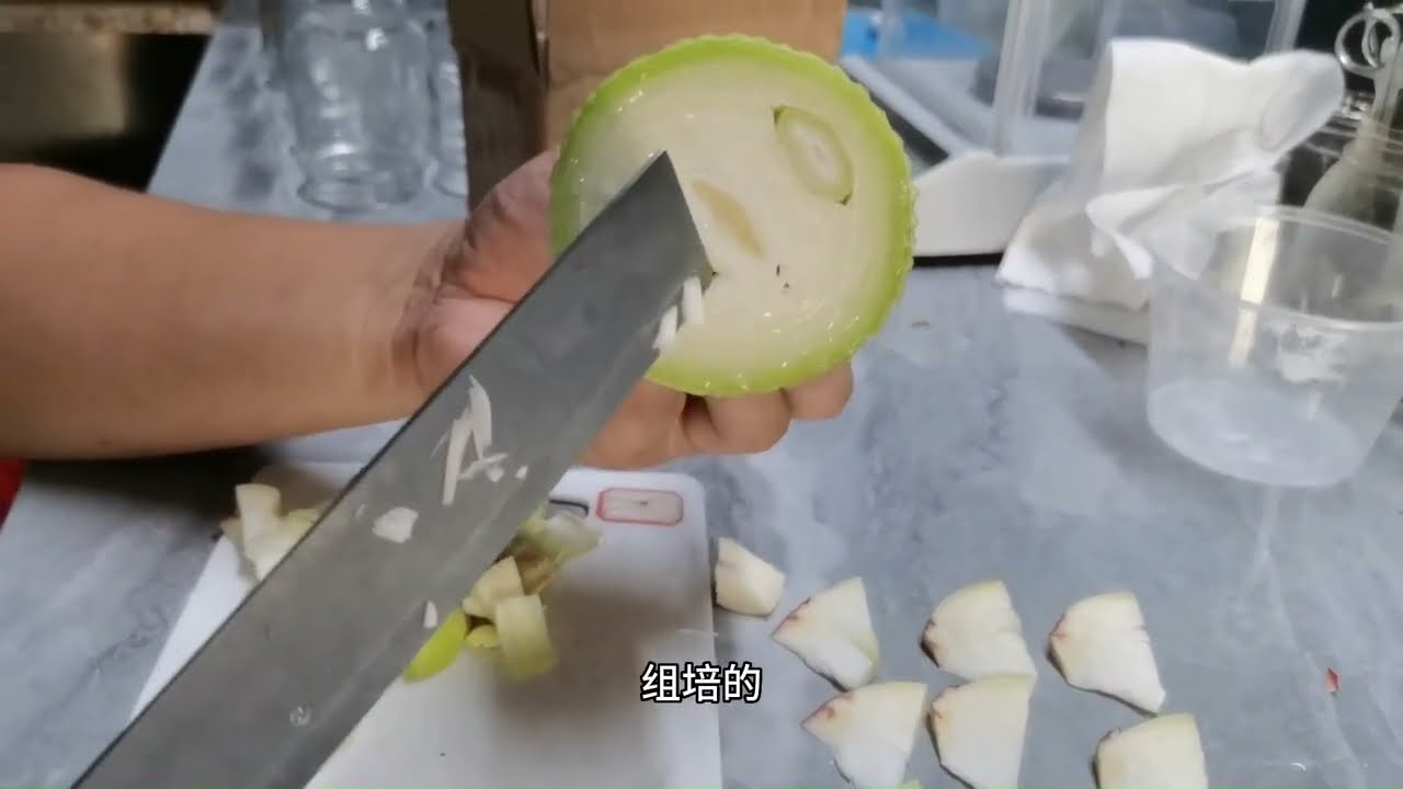 Tissue Culture Hippeastrum朱顶红快繁：切一个朱顶红花后球，就连花杆也可以组培啦！