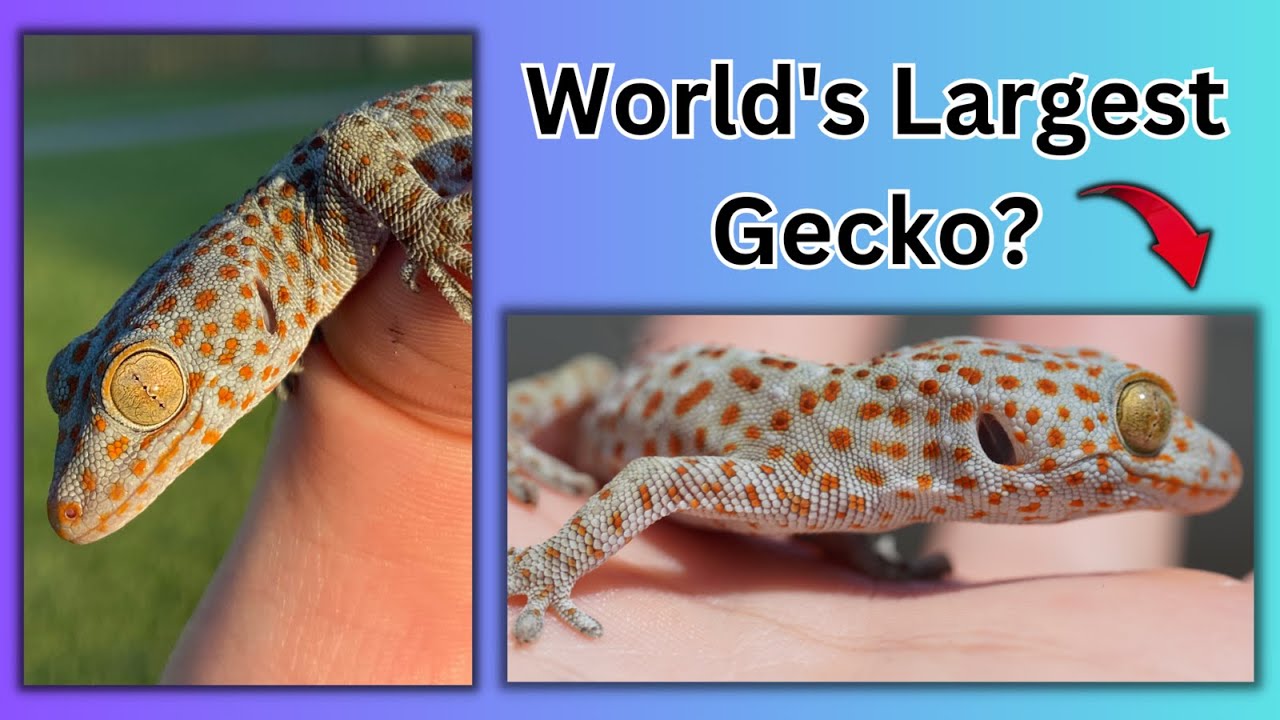 Tokay Gecko Unboxing!