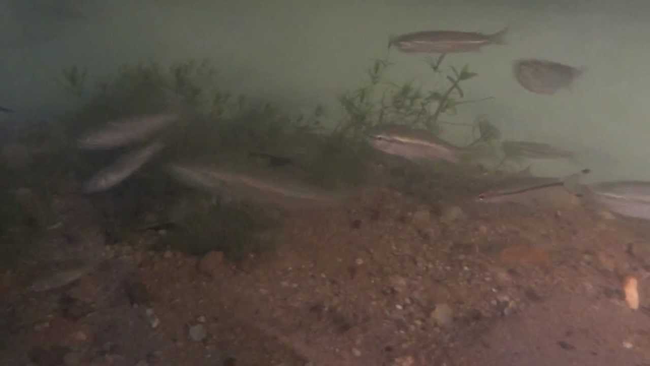 Endemic fish-malabar danio