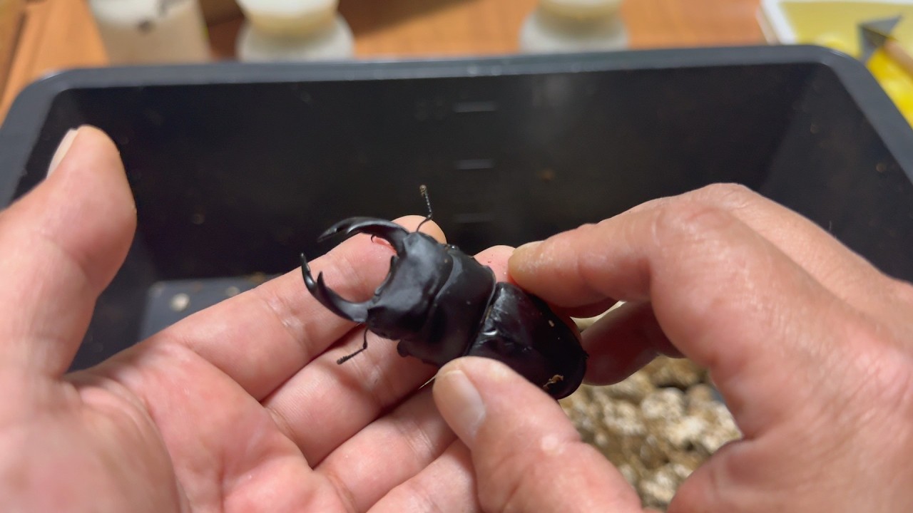 見せてやる。これが本物の国産オオクワガタだ！