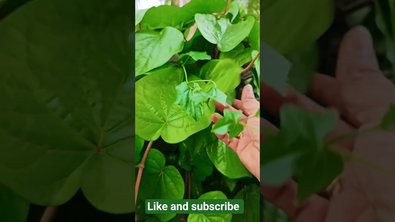 తమలపాకు చెట్టు పెంచుకోవాలి #astrology #bhakti #hindudeity