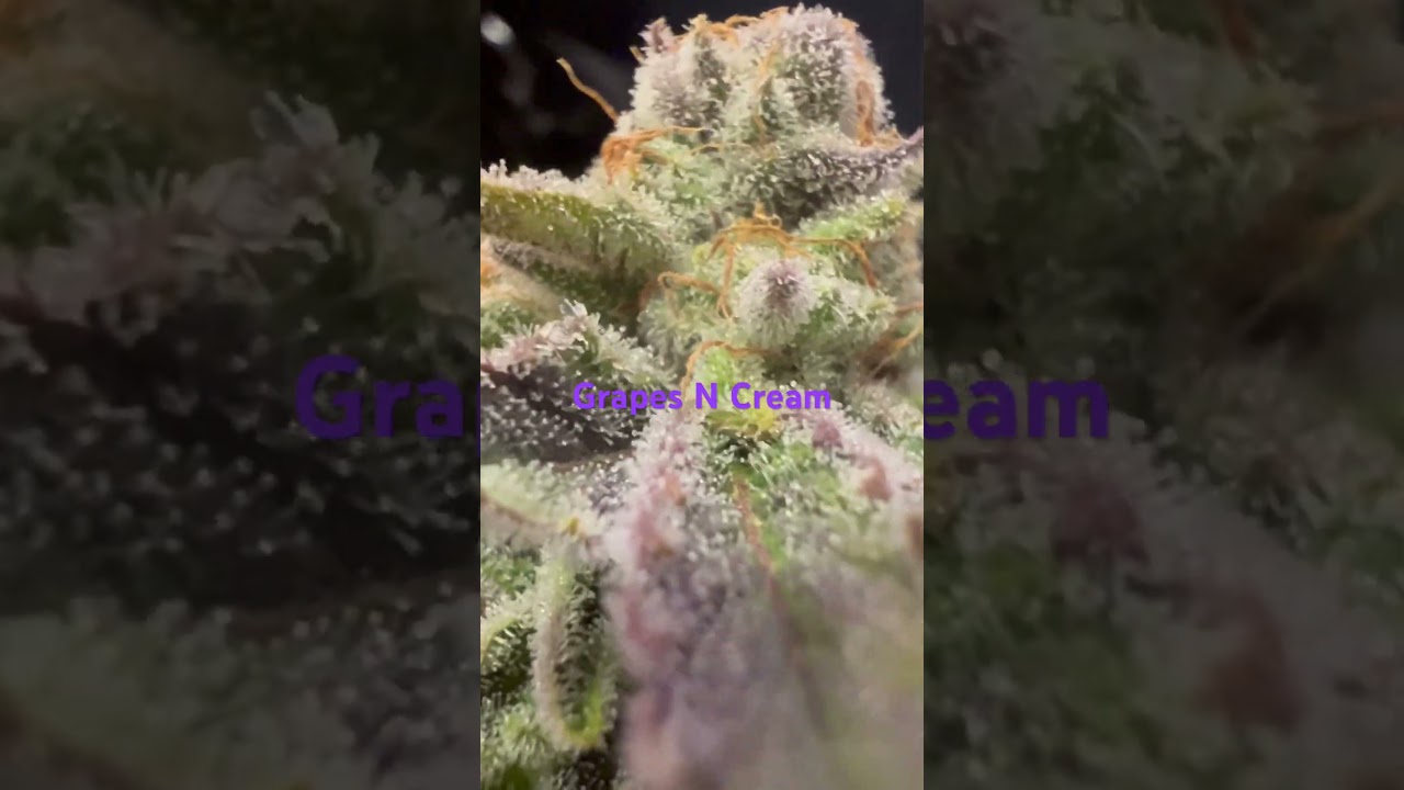 Grapes N Cream strain.  Grown by: Candyman Garden&rsquo;s