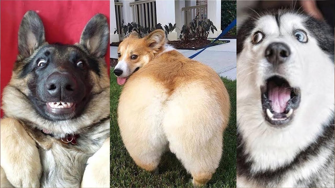 Vid&eacute;o des chien marrant et dr&ocirc;le | Compilation memes chien twitter et tik tok 2021 #32