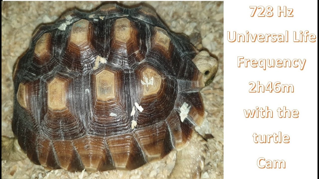 728 Hz Universal Life Frequency with the turtle healing music meditation for sleeping