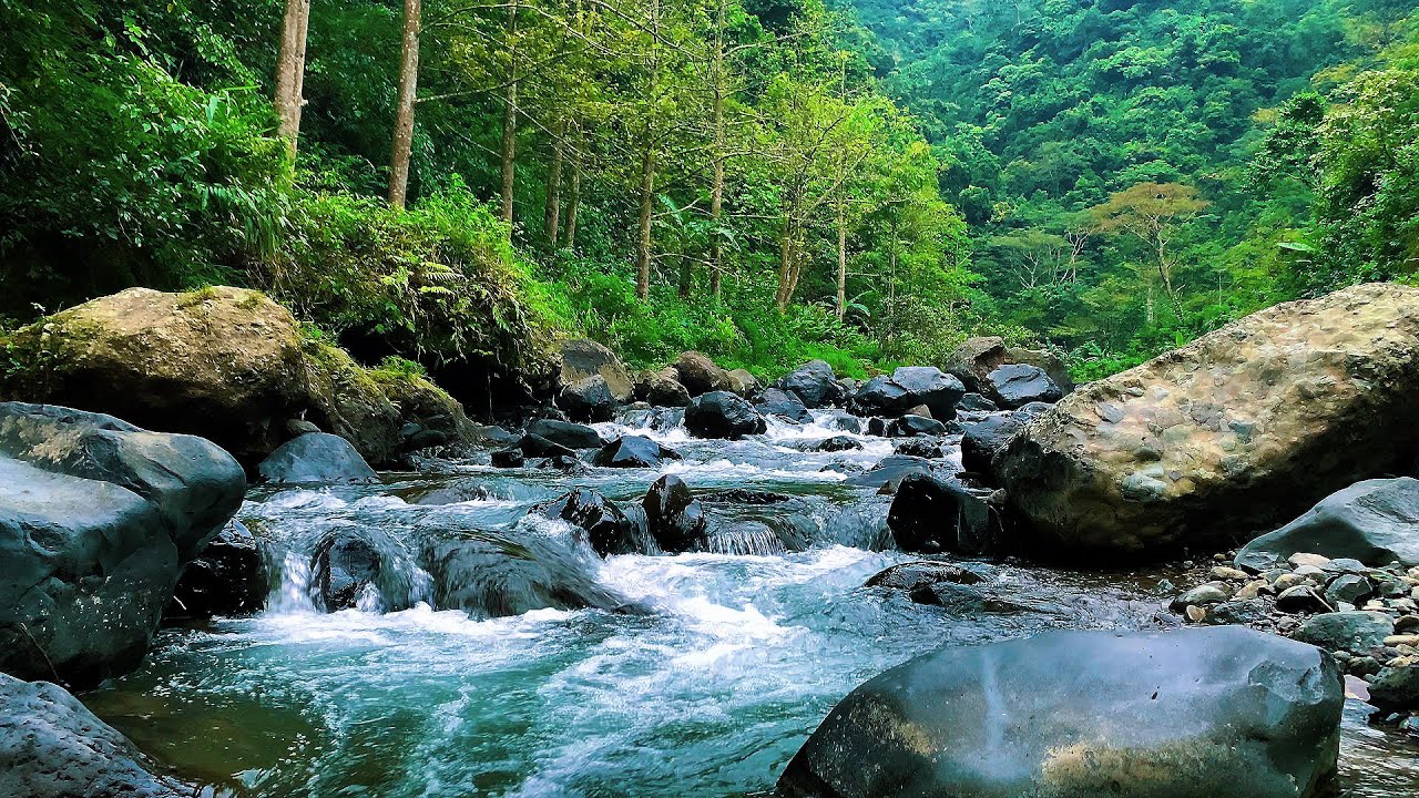 Tranquil Forest Ambience - Crystal River Flow and Chirping Birds in Remote Jungle for Meditation