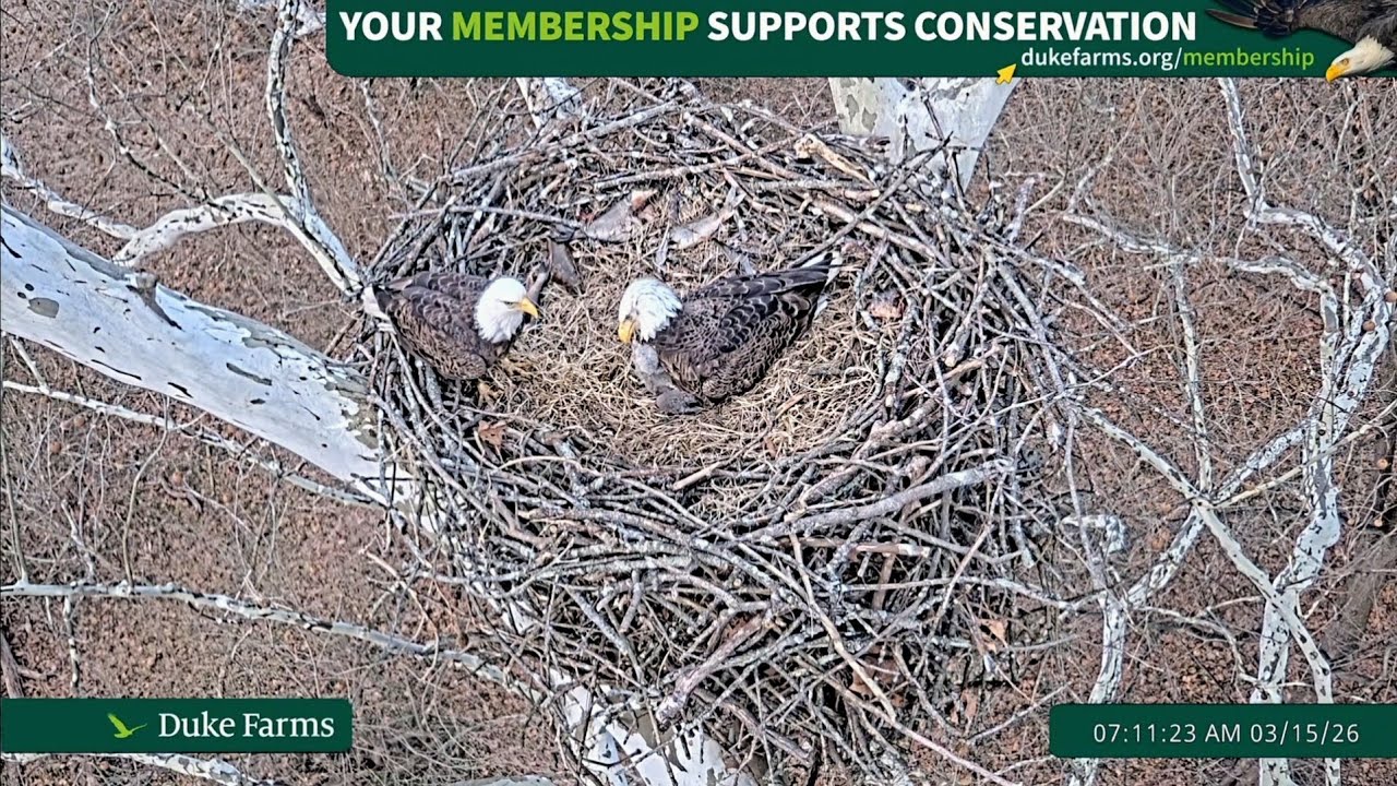 Duke Farms Eagle Cam 2026.3.14 🐥3 weeks old