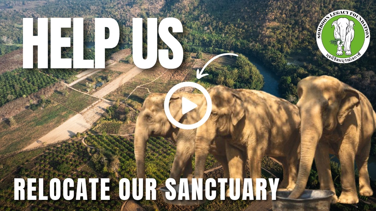 Breaking News: A new home needed of our old elephants