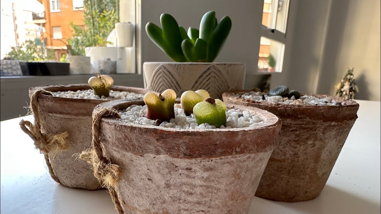 Конофитум/ Conophytum. Зимний уход. 02.02.2024.