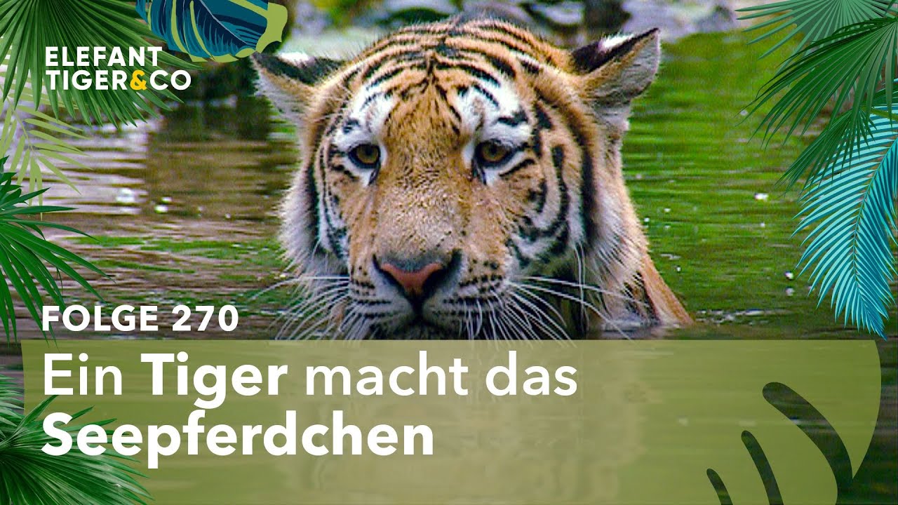 Schwimmendes Tiger-Kind (Folge 270) | Elefant, Tiger & Co. | MDR