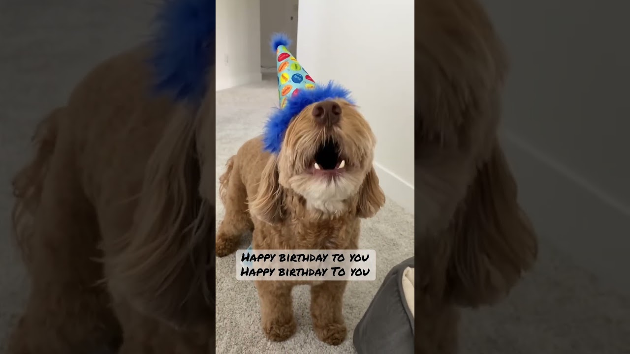 Taking song requests! #happybirthday #howling #dog #dogs #funnydogs #doglover #doglife #singing #fun