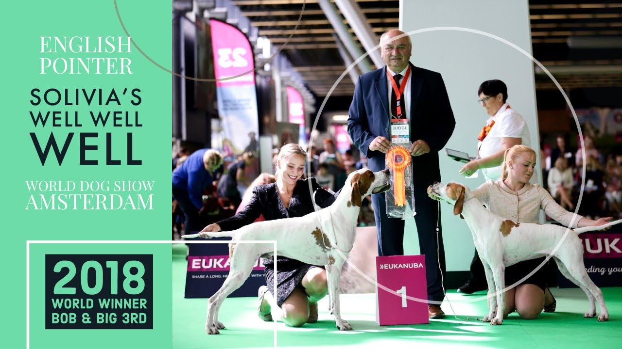 World dog show 2018 - Solivia’s Well Well Well BOB & BIG 3rd - English pointer