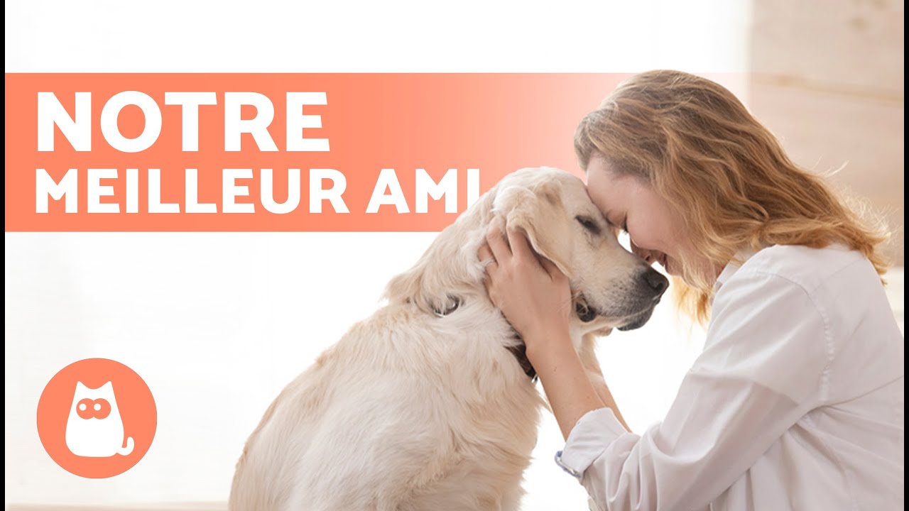 Pourquoi le CHIEN est le MEILLEUR AMI de l'HOMME ? 🐶🧍🏻‍♂️ Découvrez-le !