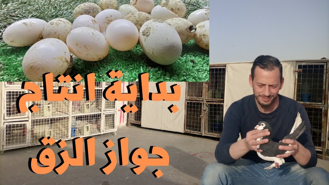 بداية انتاج حمام وطيور الزق  جولة على جواز الزق  وبداية موسم الزق