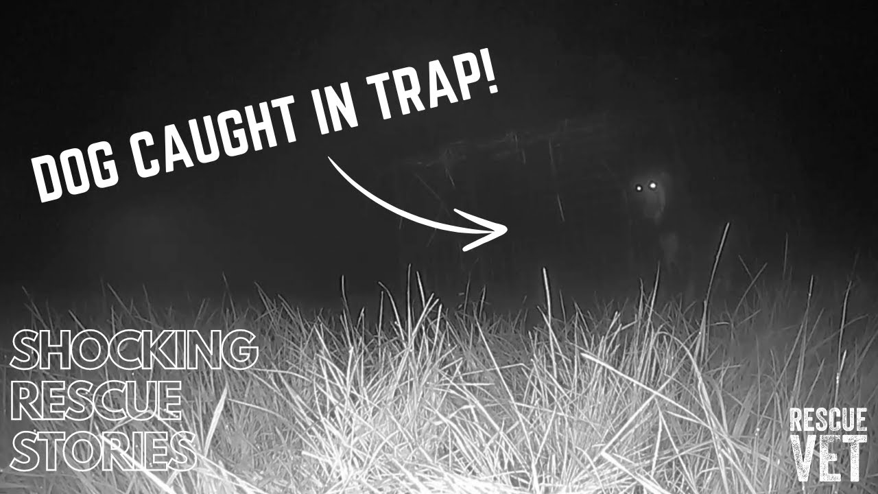Flighty Romanian rescue dog escapes! Search & rescue mission: Monique's story