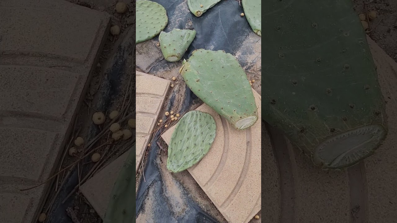 curing cactus pads for propagation