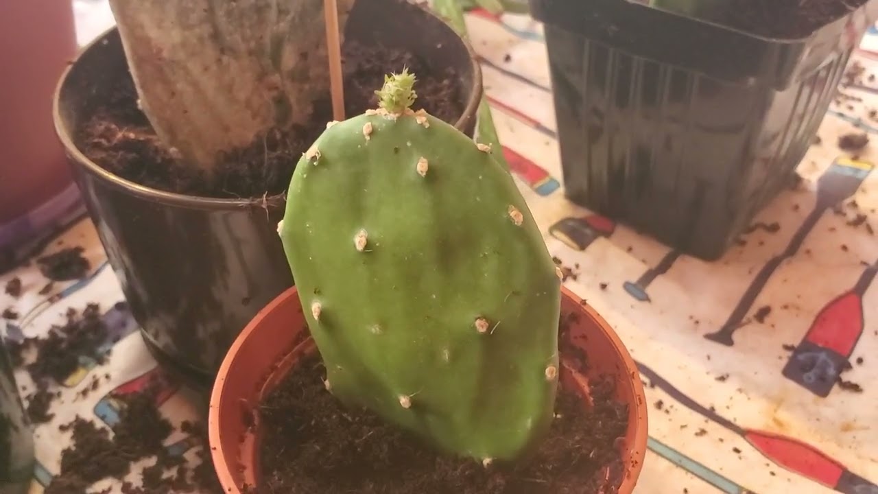 Figuier de Barbarie et Aloès : comment rempoter?