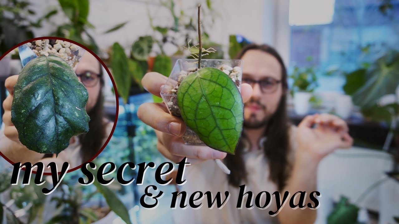 My new hoyas and how I start them off