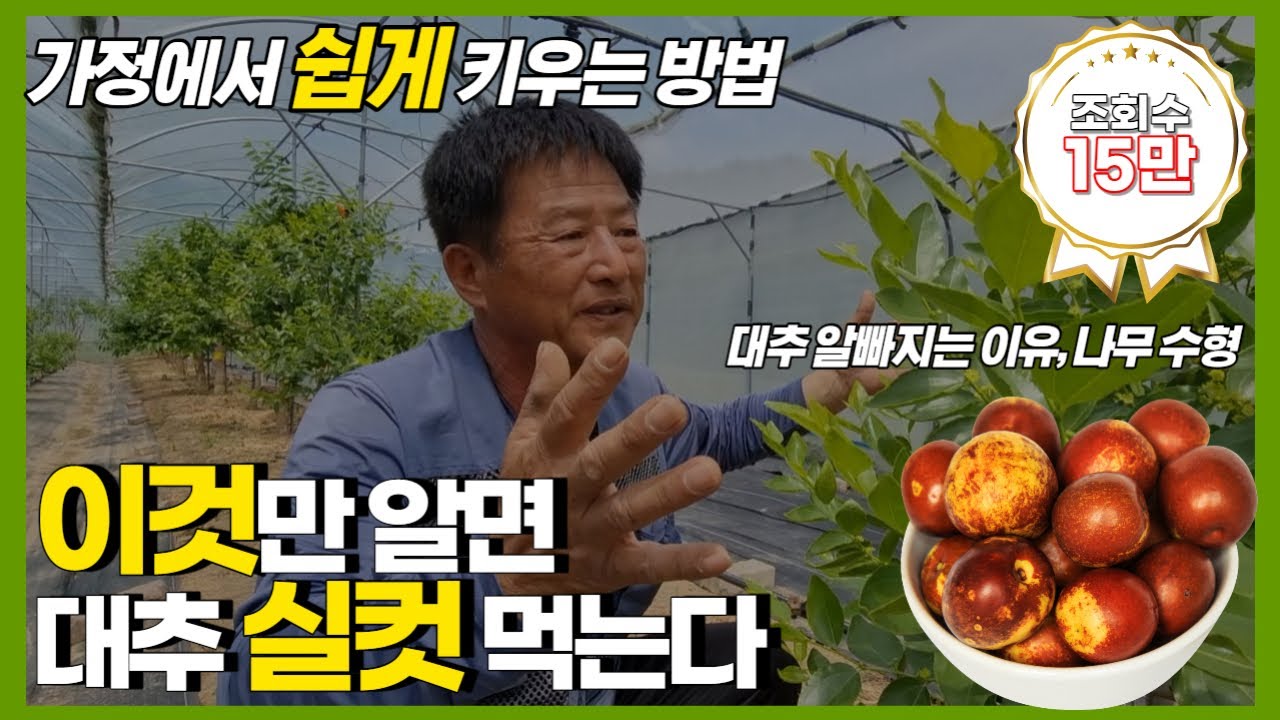 가정에서 대추나무 쉽게 키워서 실컷 먹는 방법