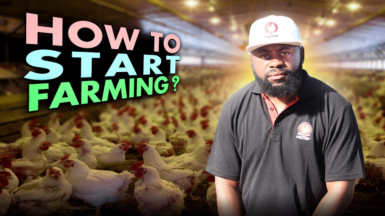 How To Start Broiler Farming! Mastering Big Chicken Raising for Beginners from Starter to Grower D17