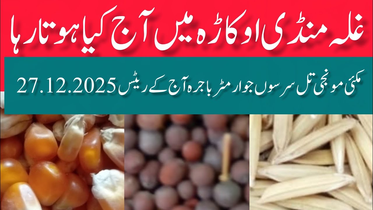 Maize Paddy Sesame Mustard Millet Millet Today Rates Grain Market Okara Punjab