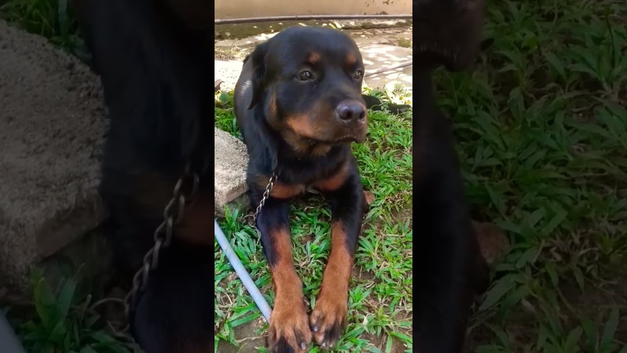 💜 😍 Cute  #rottweiler #rottweilerlovers #rottweilerdog #shorts