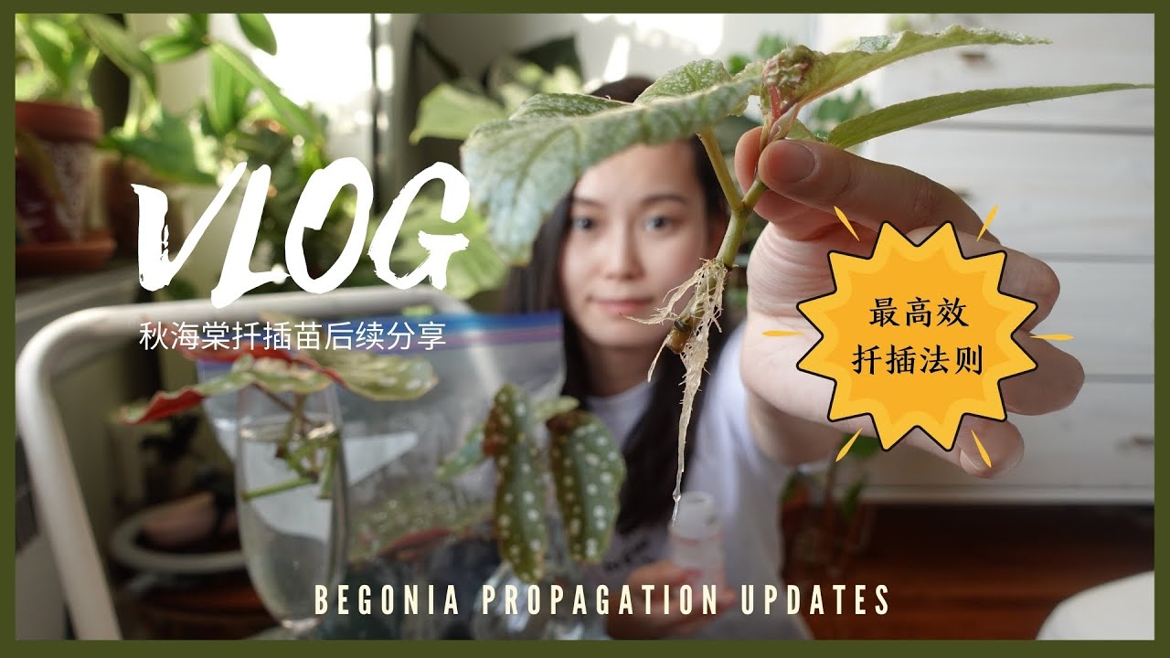 秋海棠扦插后续跟进与分享｜扦插效果排行榜｜Begonia Propagation Updates