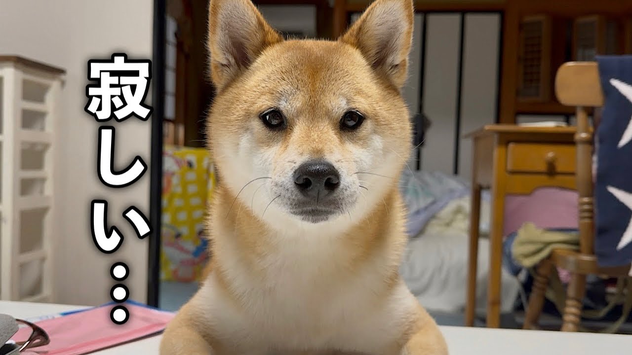 実家で賑やかに過ごしていた帰省中、急に訪れたお留守番に寂しそうな顔をする柴犬
