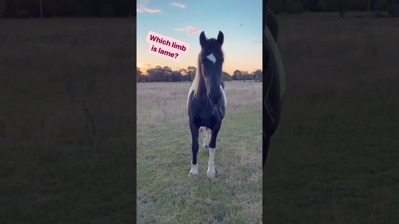 Which limb is lame?? See the caption for some handy tips on spotting lamenesses 😊 #horselameness
