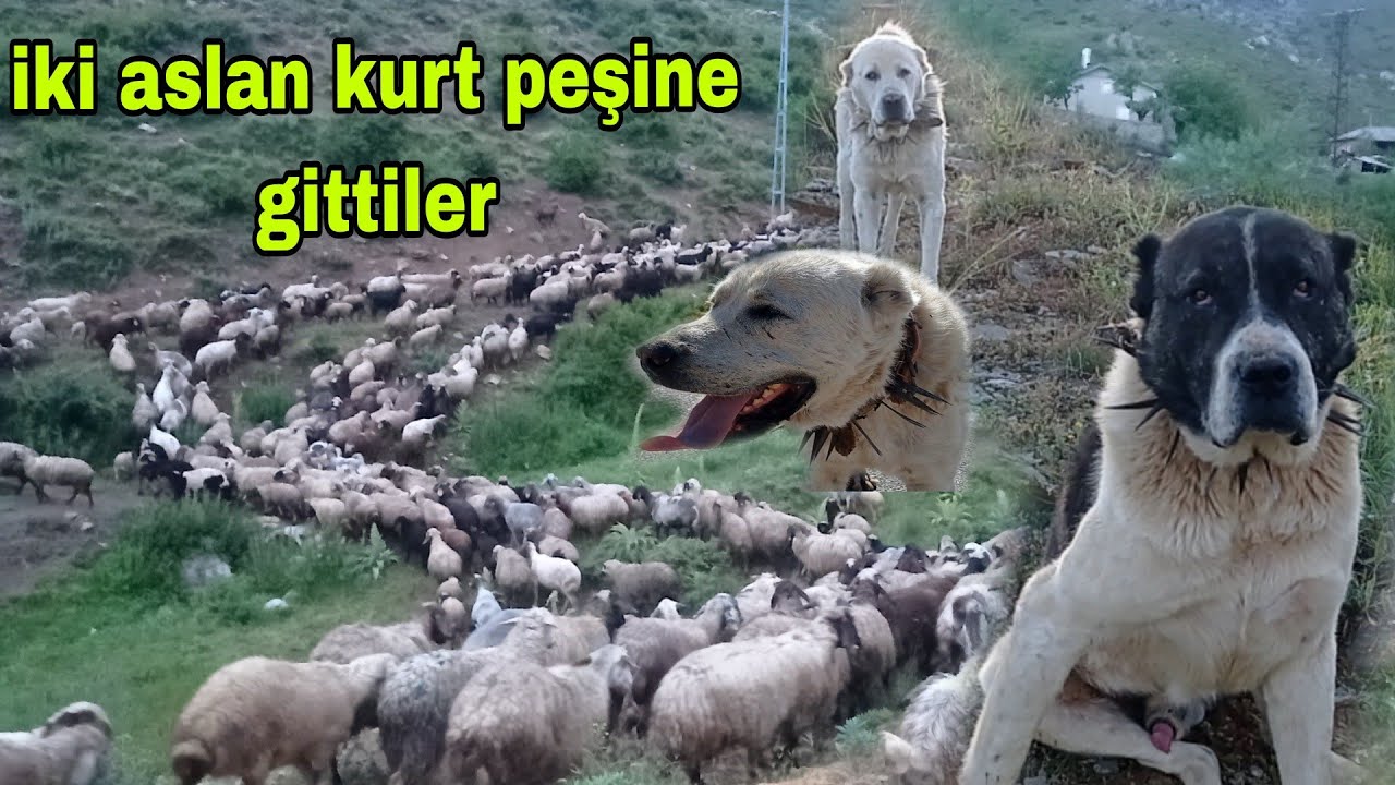 SALMA KURT YANIMA KADAR GELMİŞ GARİP LE PAŞA PEŞİNE GİTTİ