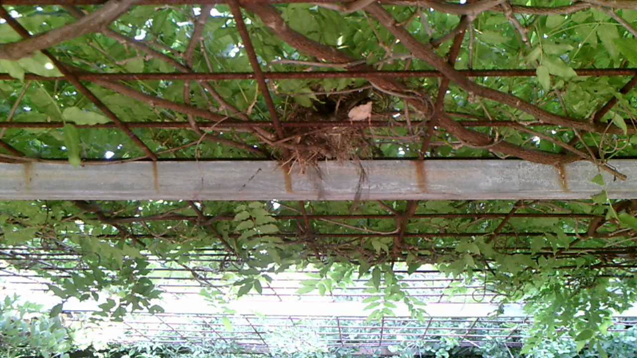 Zebra Finch building nest with emu feathers