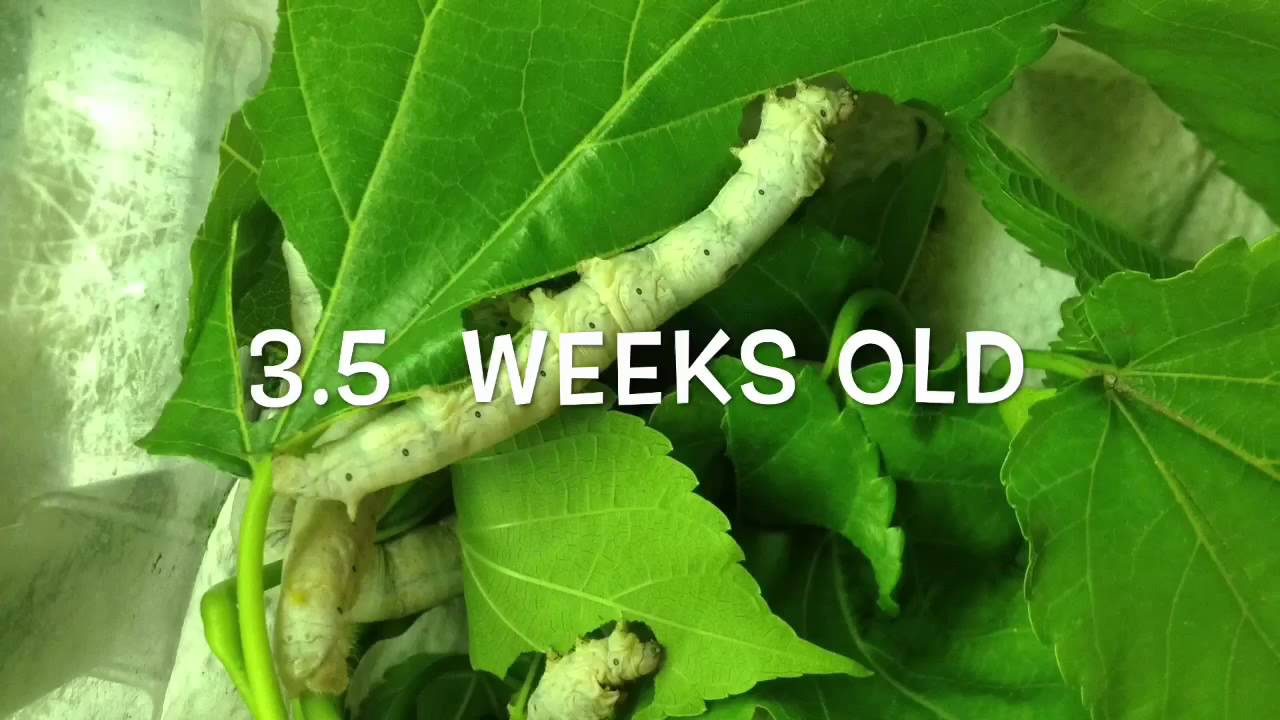 Silkworm lifecycle:  worm to cocoon