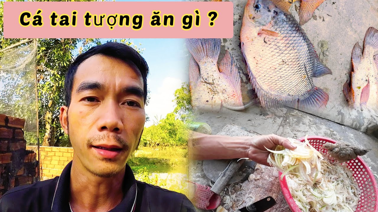 Cá tai tượng ăn cái gì ?