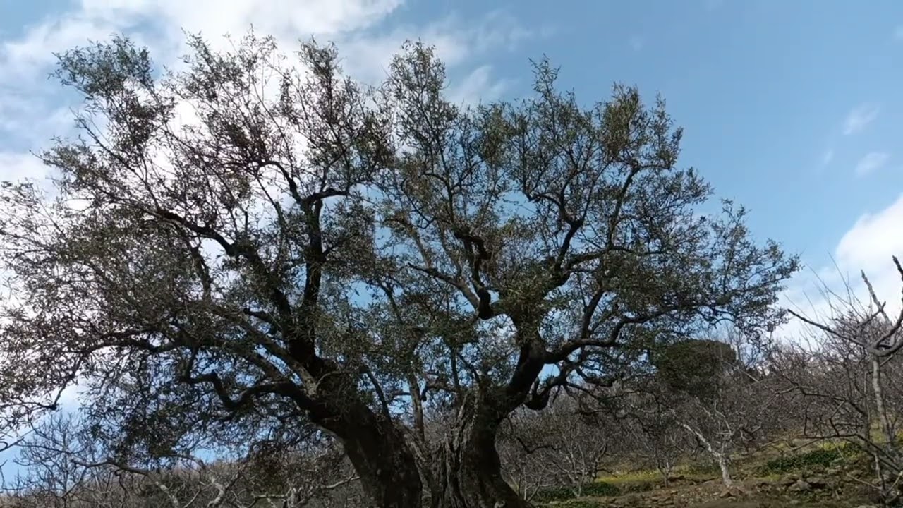 GRAN EJEMPLAR CON AÑOS DE HISTORIA (OLIVO)🌳🫒🫒🫒🫒♥️