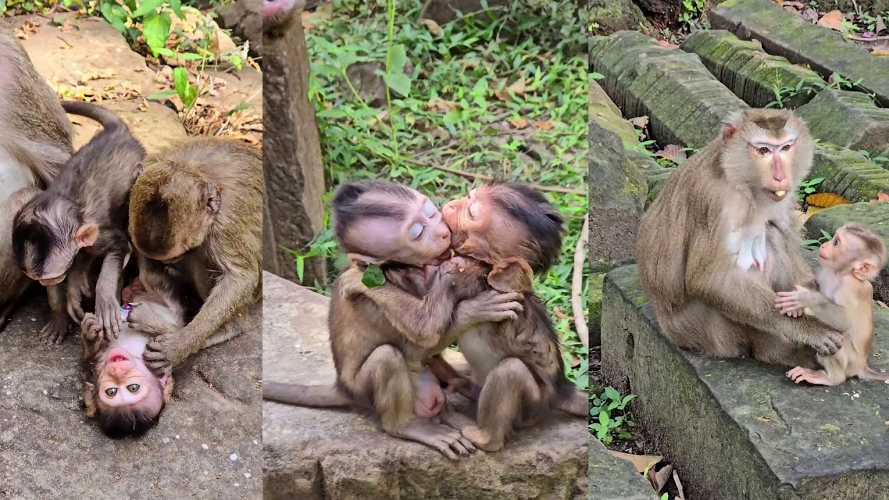 Best action of cute baby Jolan and Patch playing happy together, They are very good health.
