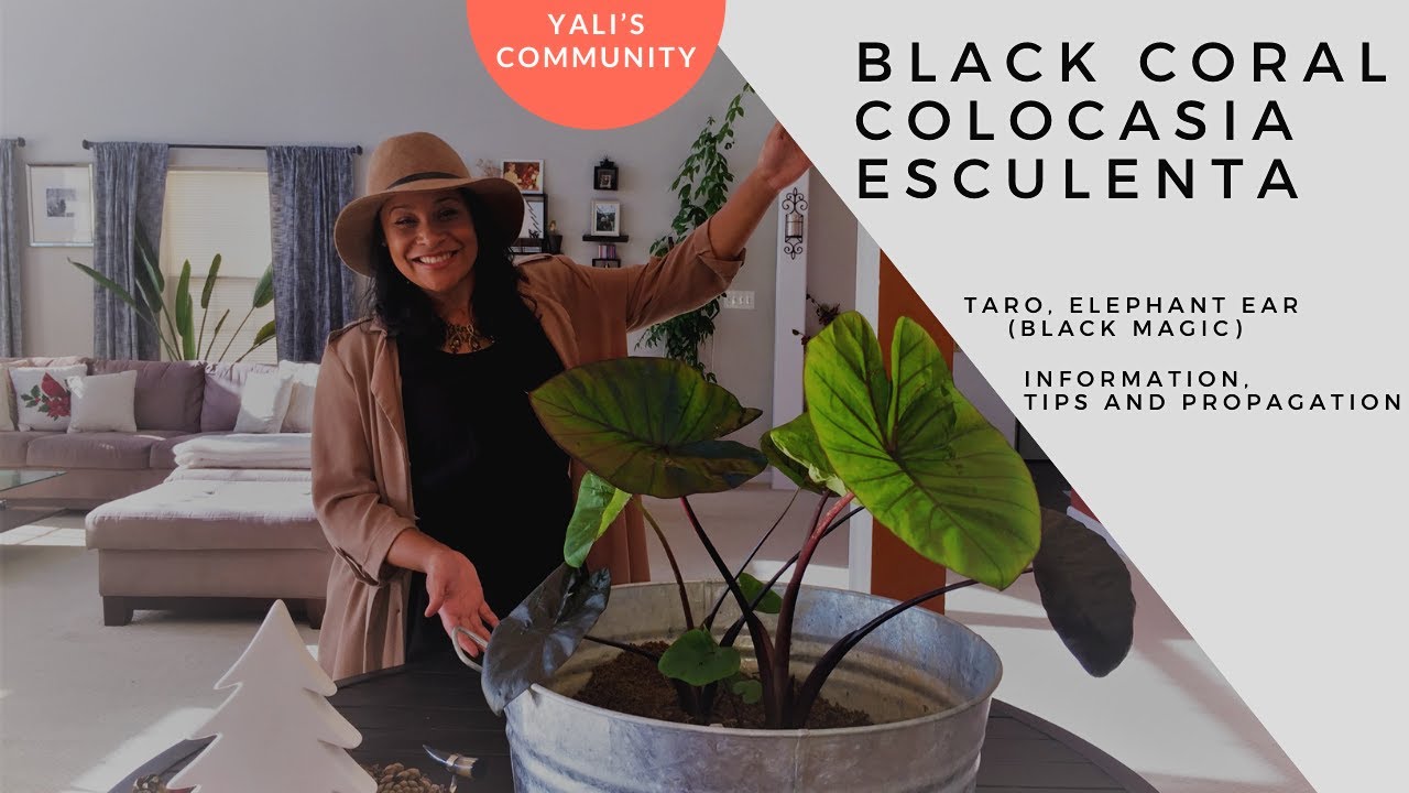 Black Coral Colocasia Esculenta (Taro, Elephant Ear): Info, Tips & Propagation! // Yali's Community