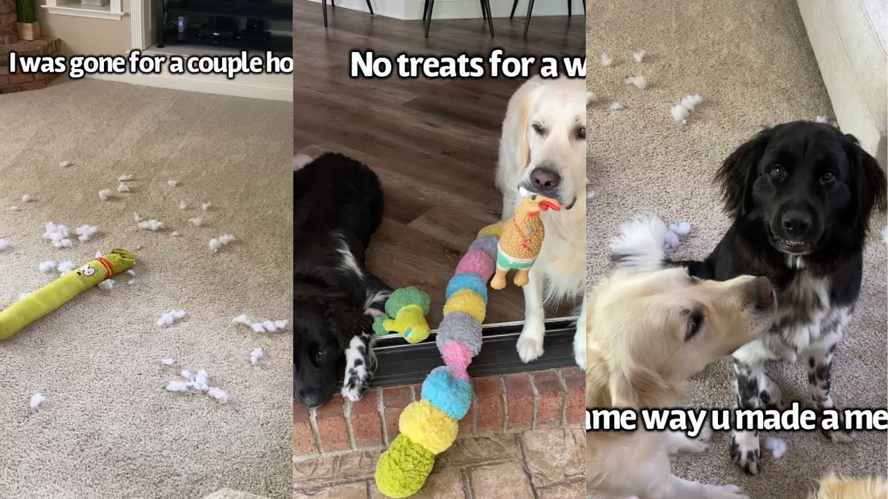 Dog Makes A Mess