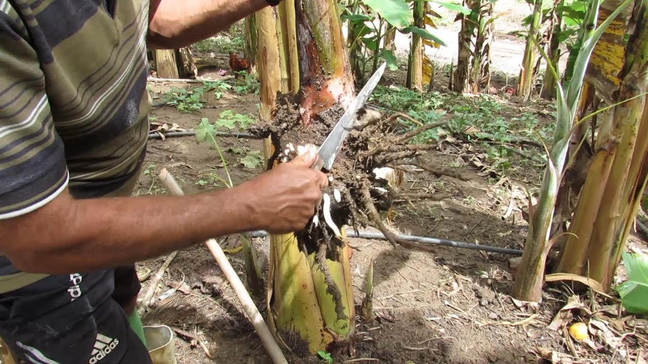 MELHOR MODO DE PLANTAR BANANEIRA