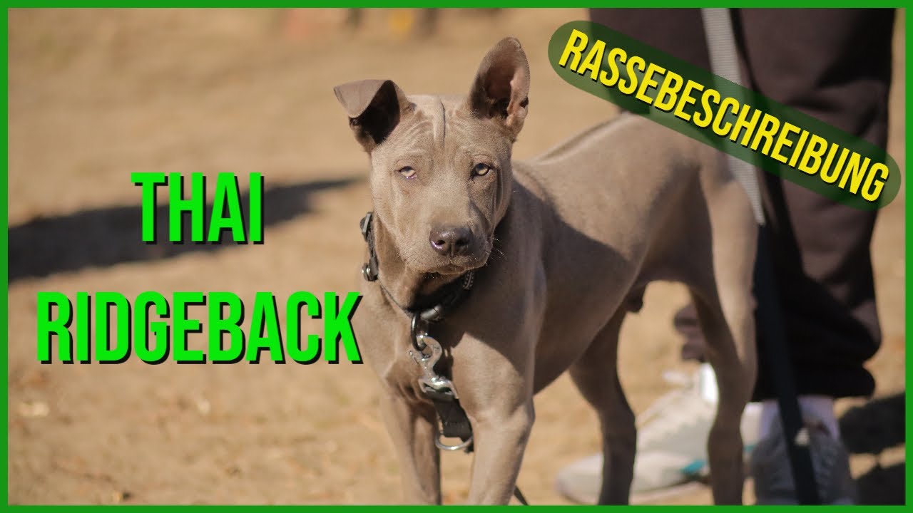 Ein Exot in Deutschland. Der Thai Ridgeback .