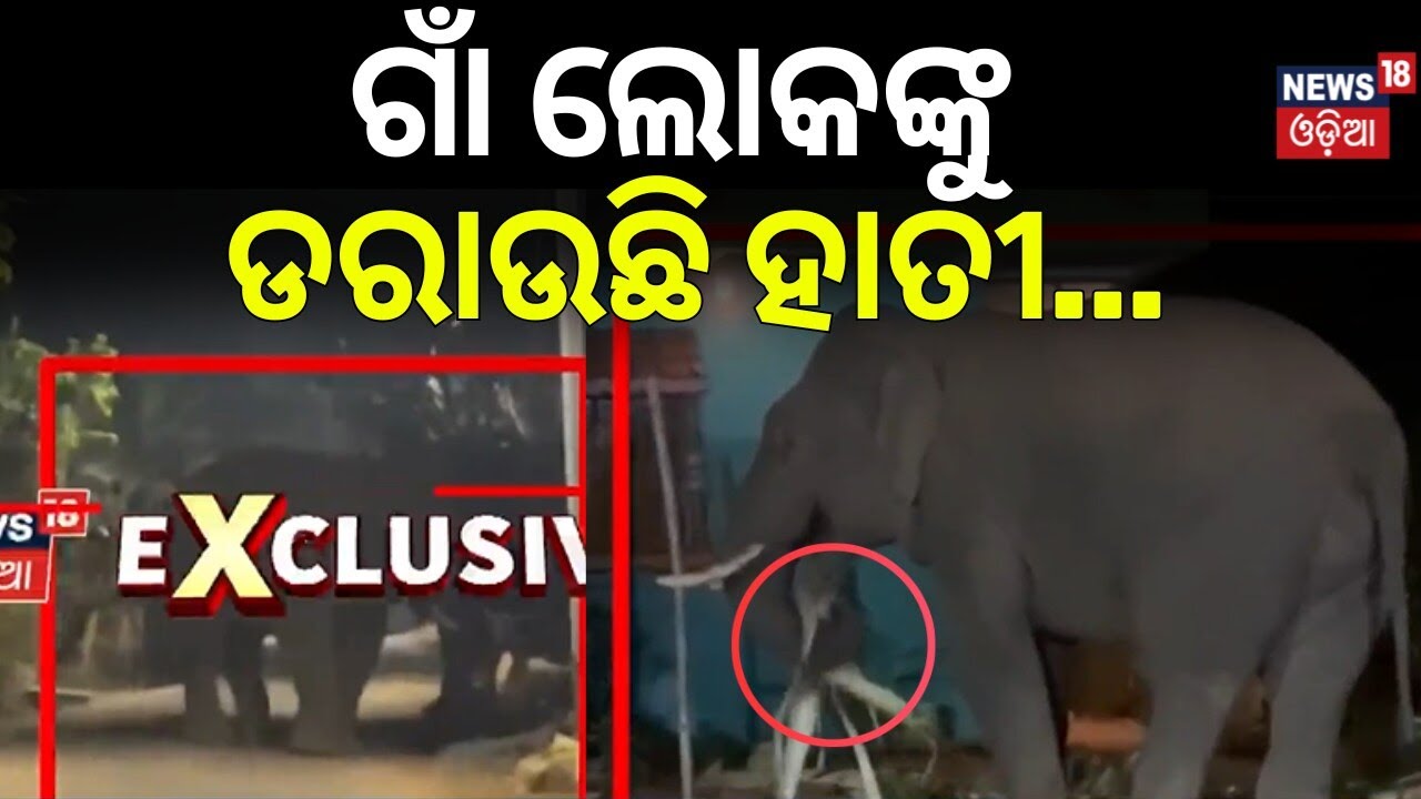 ଗାଁ ଲୋକଙ୍କୁ ଡରାଉଛି ହାତୀ ! Elephant Tension In Dhenkanal |Dhenkanal News |Fear Grips Dhenkanal Locals